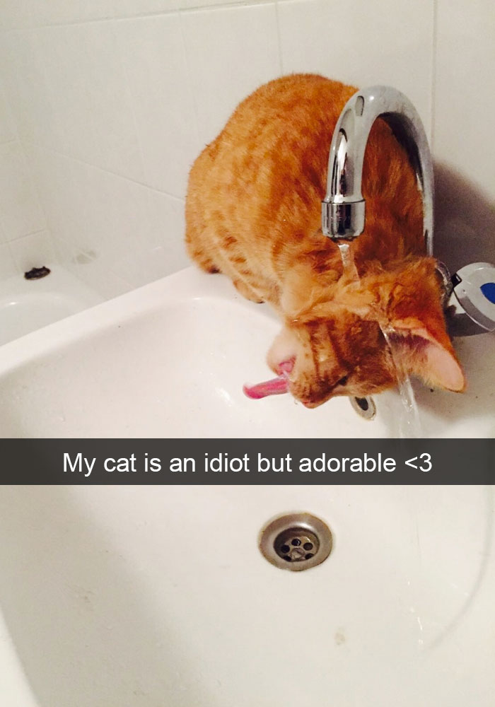 128 Hilarious Cat Snapchats That Are Im-paw-sible Not To Laugh At 128 Hilarious Cat Snapchats That Are Im-paw-sible Not To Laugh At