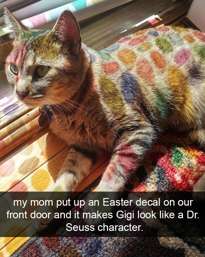 128 Hilarious Cat Snapchats That Are Im-paw-sible Not To Laugh At 128 Hilarious Cat Snapchats That Are Im-paw-sible Not To Laugh At