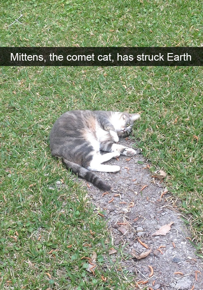 128 Hilarious Cat Snapchats That Are Im-paw-sible Not To Laugh At 128 Hilarious Cat Snapchats That Are Im-paw-sible Not To Laugh At