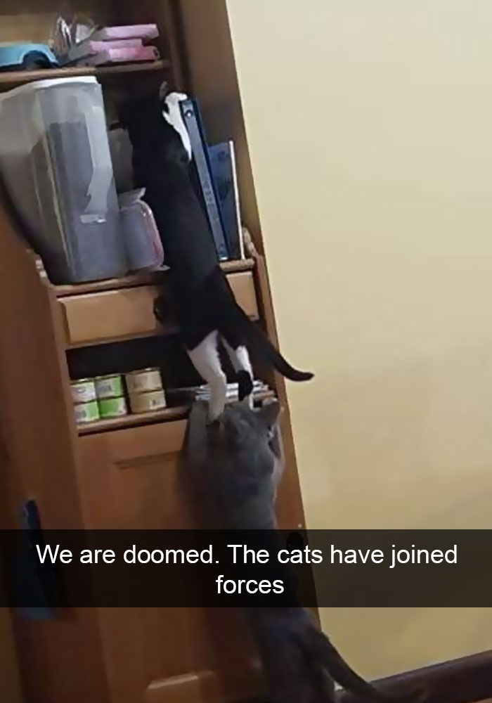 128 Hilarious Cat Snapchats That Are Im-paw-sible Not To Laugh At 128 Hilarious Cat Snapchats That Are Im-paw-sible Not To Laugh At