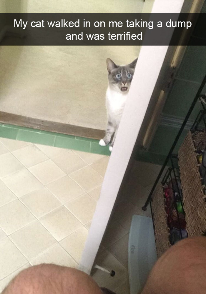 128 Hilarious Cat Snapchats That Are Im-paw-sible Not To Laugh At 128 Hilarious Cat Snapchats That Are Im-paw-sible Not To Laugh At