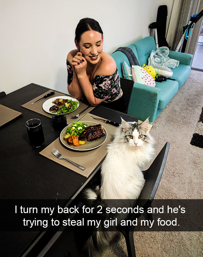 128 Hilarious Cat Snapchats That Are Im-paw-sible Not To Laugh At 128 Hilarious Cat Snapchats That Are Im-paw-sible Not To Laugh At