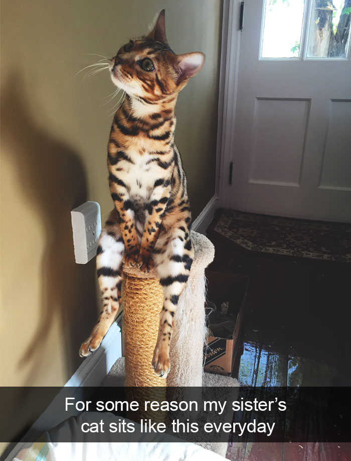 128 Hilarious Cat Snapchats That Are Im-paw-sible Not To Laugh At 128 Hilarious Cat Snapchats That Are Im-paw-sible Not To Laugh At