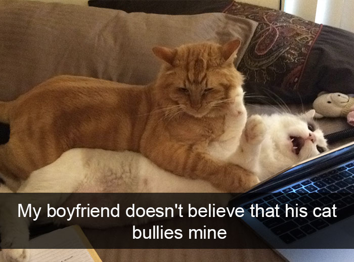 128 Hilarious Cat Snapchats That Are Im-paw-sible Not To Laugh At 128 Hilarious Cat Snapchats That Are Im-paw-sible Not To Laugh At