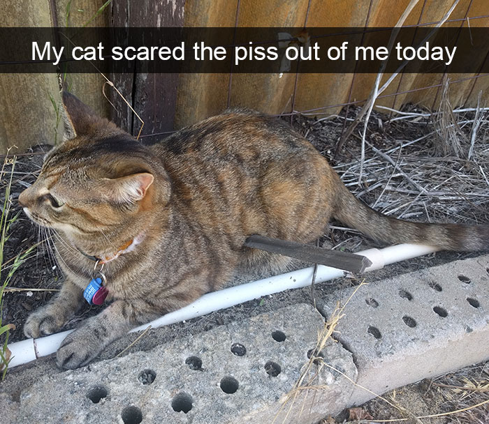 128 Hilarious Cat Snapchats That Are Im-paw-sible Not To Laugh At 128 Hilarious Cat Snapchats That Are Im-paw-sible Not To Laugh At