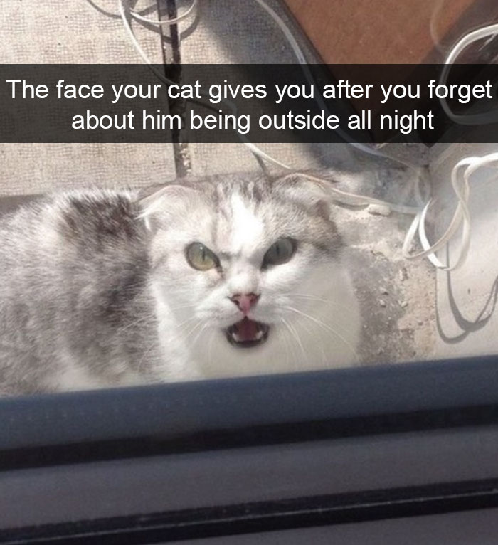 128 Hilarious Cat Snapchats That Are Im-paw-sible Not To Laugh At 128 Hilarious Cat Snapchats That Are Im-paw-sible Not To Laugh At