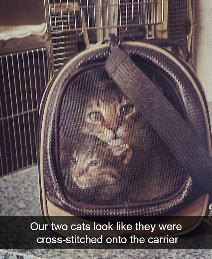 128 Hilarious Cat Snapchats That Are Im-paw-sible Not To Laugh At 128 Hilarious Cat Snapchats That Are Im-paw-sible Not To Laugh At
