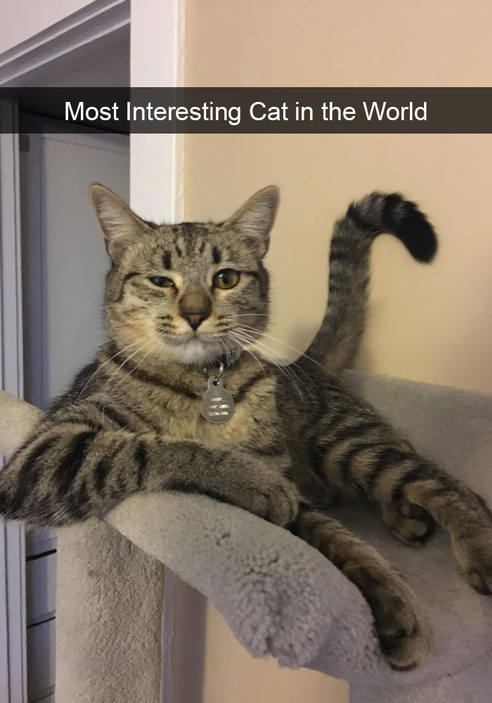128 Hilarious Cat Snapchats That Are Im-paw-sible Not To Laugh At 128 Hilarious Cat Snapchats That Are Im-paw-sible Not To Laugh At