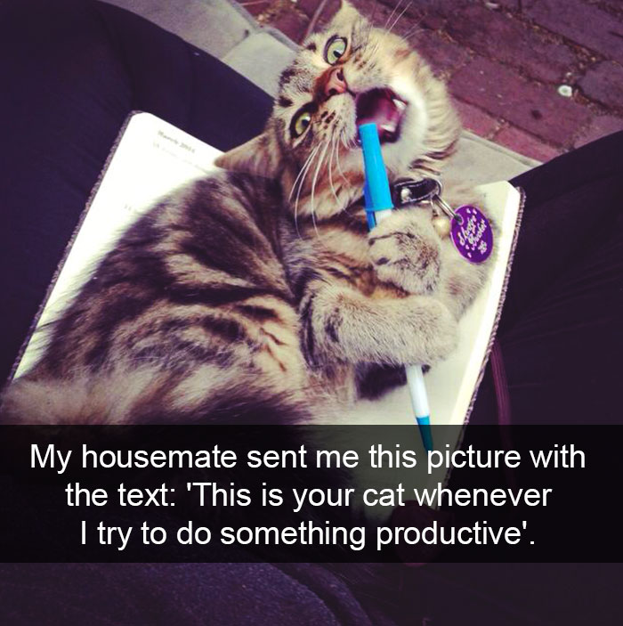 128 Hilarious Cat Snapchats That Are Im-paw-sible Not To Laugh At 128 Hilarious Cat Snapchats That Are Im-paw-sible Not To Laugh At