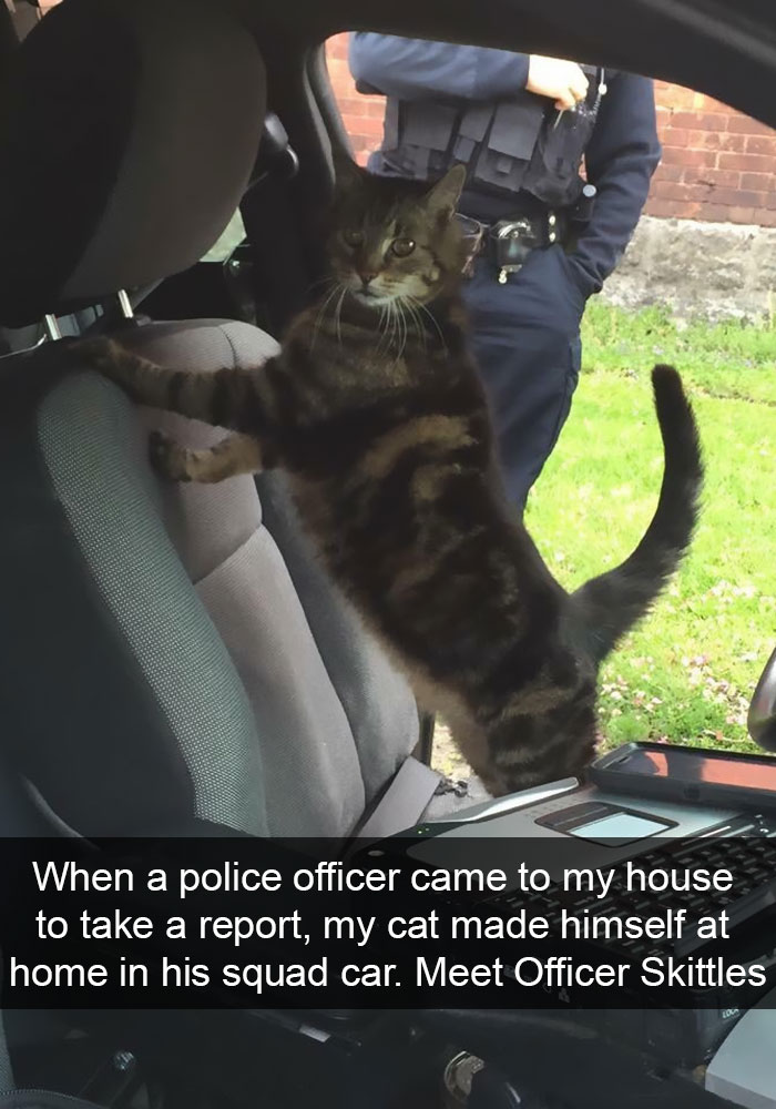 128 Hilarious Cat Snapchats That Are Im-paw-sible Not To Laugh At 128 Hilarious Cat Snapchats That Are Im-paw-sible Not To Laugh At