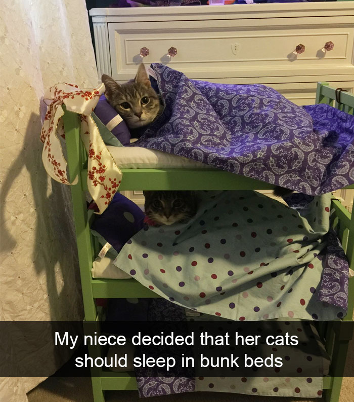 128 Hilarious Cat Snapchats That Are Im-paw-sible Not To Laugh At 128 Hilarious Cat Snapchats That Are Im-paw-sible Not To Laugh At