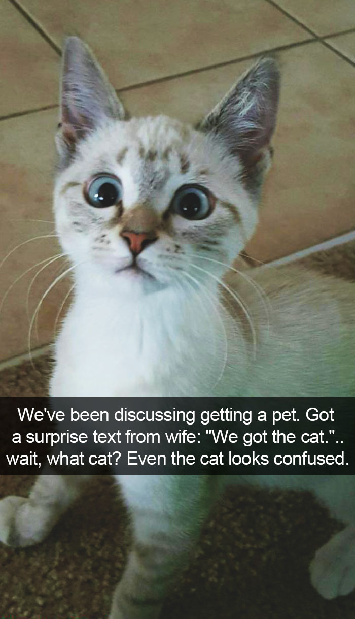 128 Hilarious Cat Snapchats That Are Im-paw-sible Not To Laugh At 128 Hilarious Cat Snapchats That Are Im-paw-sible Not To Laugh At