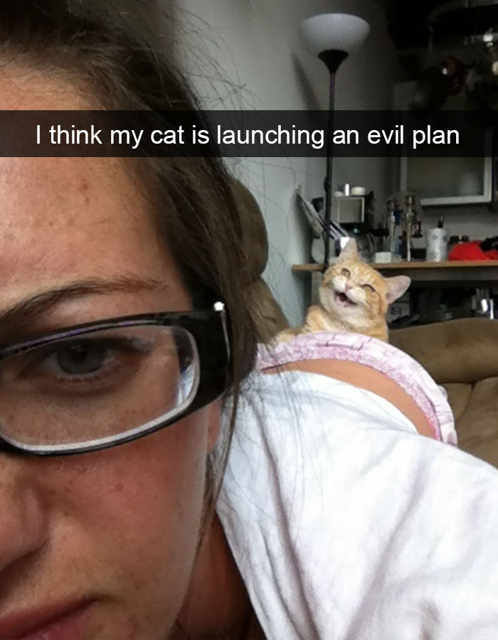 128 Hilarious Cat Snapchats That Are Im-paw-sible Not To Laugh At 128 Hilarious Cat Snapchats That Are Im-paw-sible Not To Laugh At