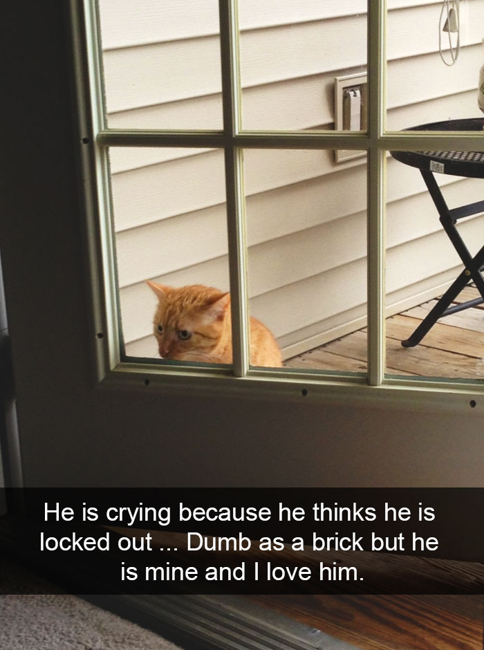 128 Hilarious Cat Snapchats That Are Im-paw-sible Not To Laugh At 128 Hilarious Cat Snapchats That Are Im-paw-sible Not To Laugh At