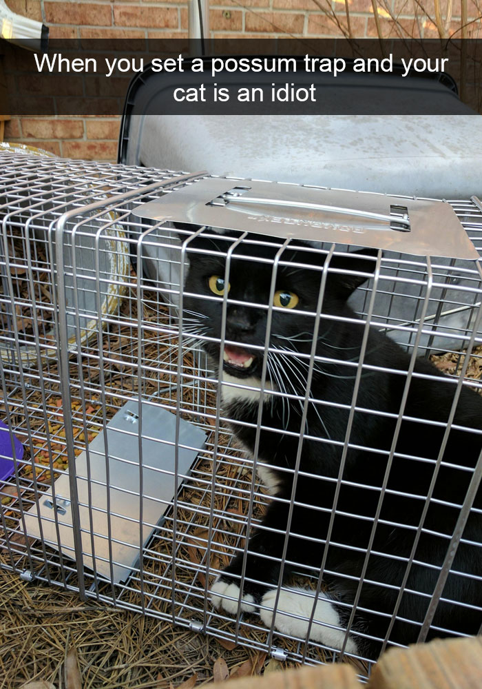 128 Hilarious Cat Snapchats That Are Im-paw-sible Not To Laugh At 128 Hilarious Cat Snapchats That Are Im-paw-sible Not To Laugh At