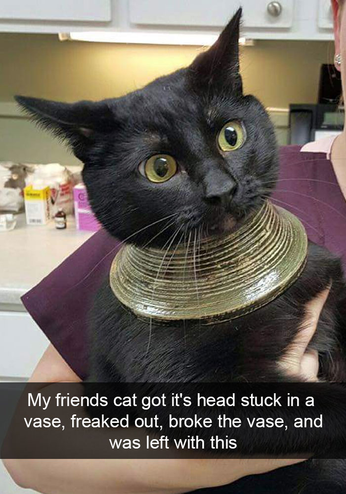 128 Hilarious Cat Snapchats That Are Im-paw-sible Not To Laugh At 128 Hilarious Cat Snapchats That Are Im-paw-sible Not To Laugh At