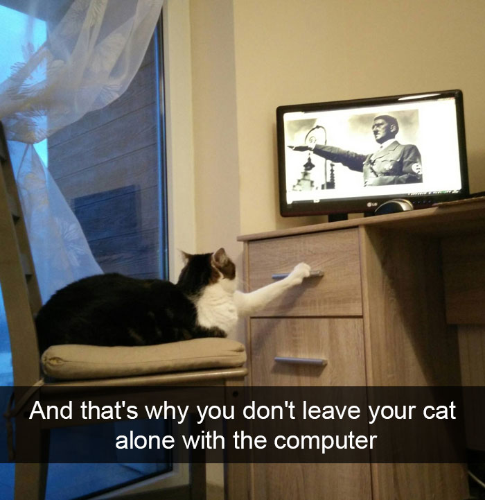 128 Hilarious Cat Snapchats That Are Im-paw-sible Not To Laugh At 128 Hilarious Cat Snapchats That Are Im-paw-sible Not To Laugh At