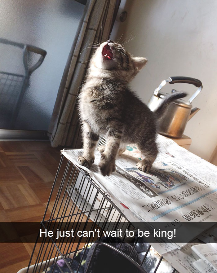 128 Hilarious Cat Snapchats That Are Im-paw-sible Not To Laugh At 128 Hilarious Cat Snapchats That Are Im-paw-sible Not To Laugh At