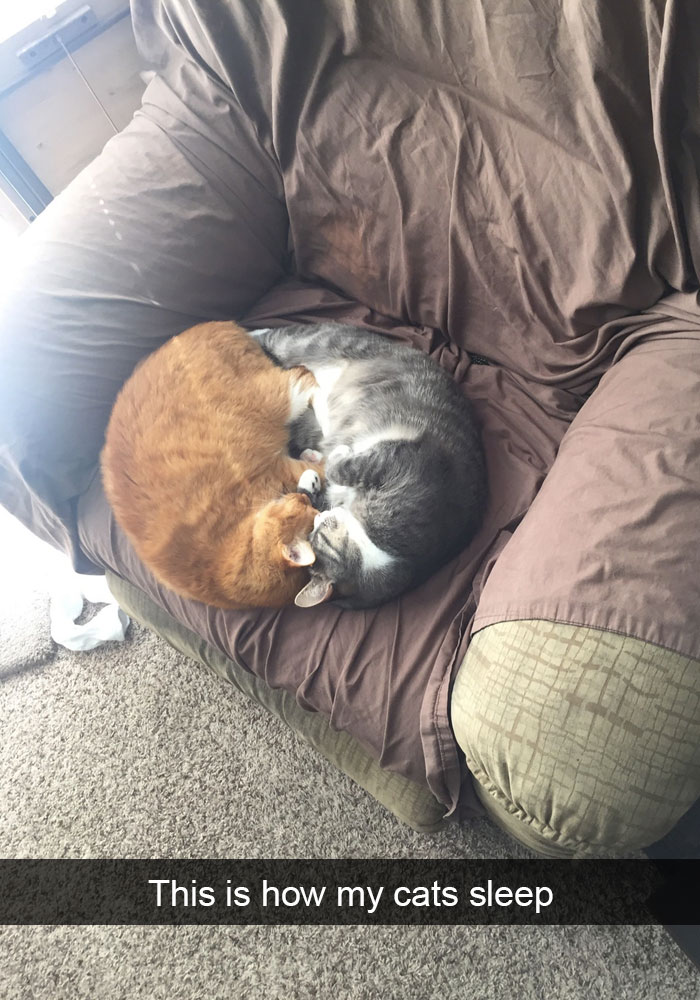 128 Hilarious Cat Snapchats That Are Im-paw-sible Not To Laugh At 128 Hilarious Cat Snapchats That Are Im-paw-sible Not To Laugh At