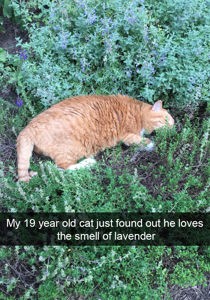 128 Hilarious Cat Snapchats That Are Im-paw-sible Not To Laugh At 128 Hilarious Cat Snapchats That Are Im-paw-sible Not To Laugh At