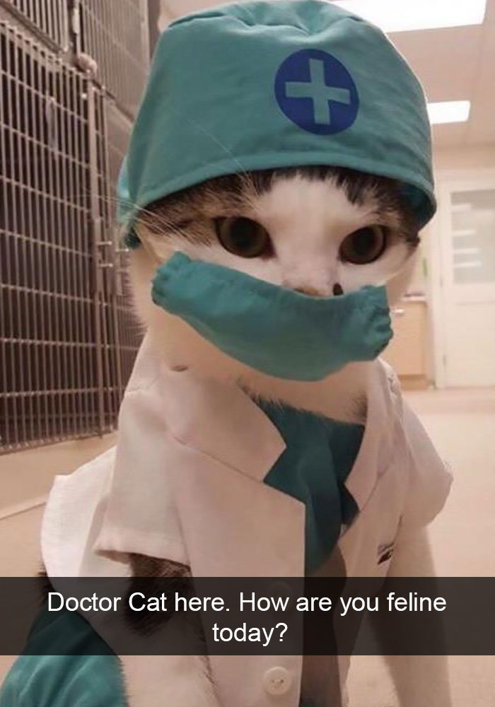 128 Hilarious Cat Snapchats That Are Im-paw-sible Not To Laugh At 128 Hilarious Cat Snapchats That Are Im-paw-sible Not To Laugh At