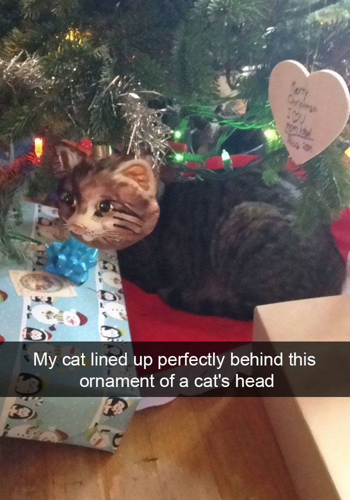 128 Hilarious Cat Snapchats That Are Im-paw-sible Not To Laugh At 128 Hilarious Cat Snapchats That Are Im-paw-sible Not To Laugh At