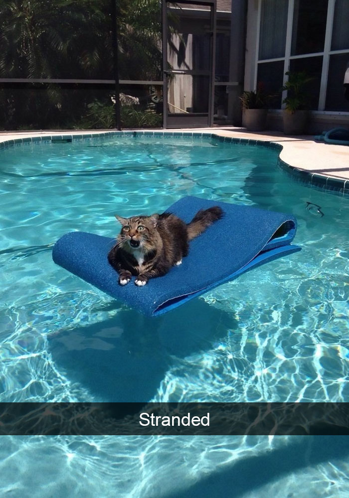 128 Hilarious Cat Snapchats That Are Im-paw-sible Not To Laugh At 128 Hilarious Cat Snapchats That Are Im-paw-sible Not To Laugh At