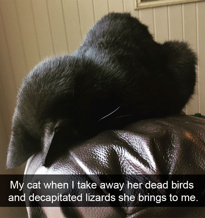 128 Hilarious Cat Snapchats That Are Im-paw-sible Not To Laugh At 128 Hilarious Cat Snapchats That Are Im-paw-sible Not To Laugh At