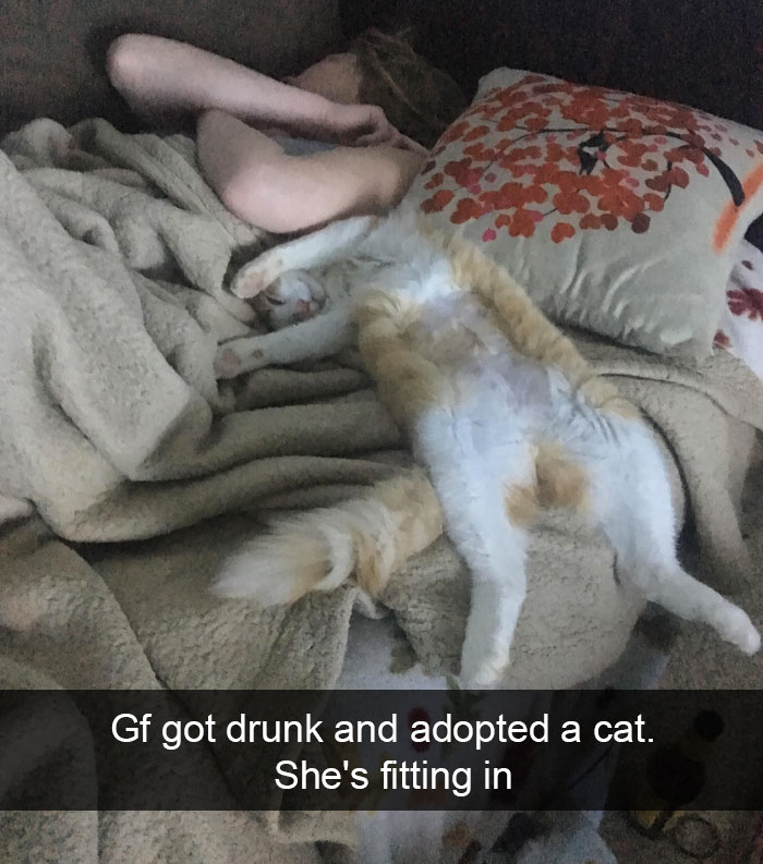 128 Hilarious Cat Snapchats That Are Im-paw-sible Not To Laugh At 128 Hilarious Cat Snapchats That Are Im-paw-sible Not To Laugh At