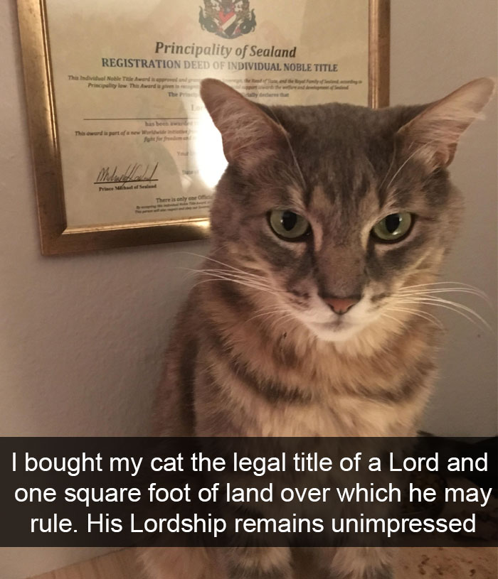 128 Hilarious Cat Snapchats That Are Im-paw-sible Not To Laugh At 128 Hilarious Cat Snapchats That Are Im-paw-sible Not To Laugh At