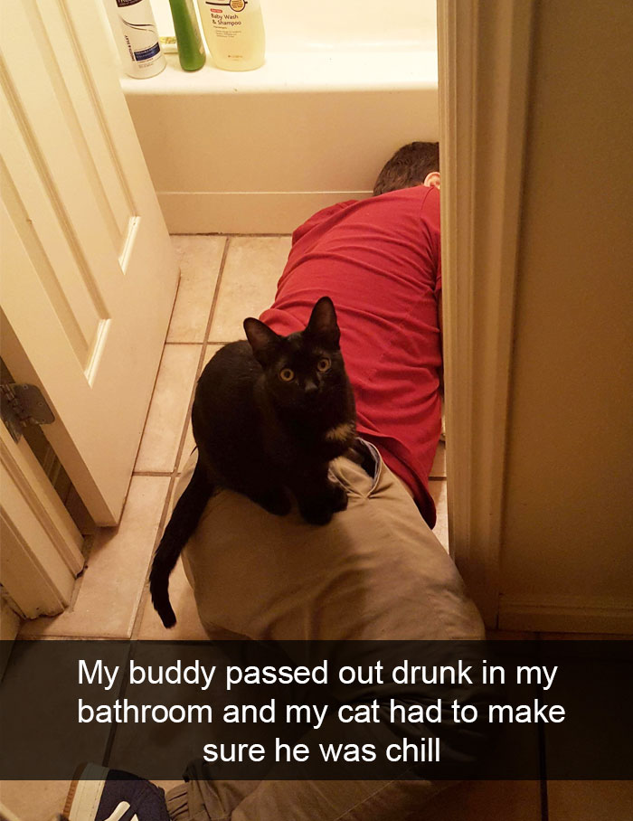 128 Hilarious Cat Snapchats That Are Im-paw-sible Not To Laugh At 128 Hilarious Cat Snapchats That Are Im-paw-sible Not To Laugh At