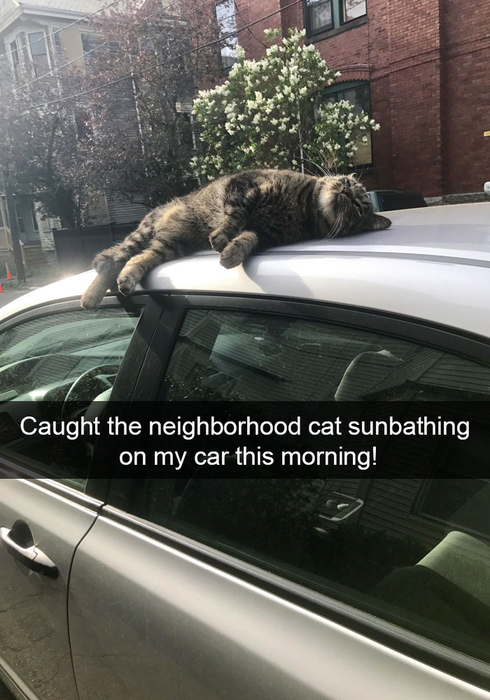 128 Hilarious Cat Snapchats That Are Im-paw-sible Not To Laugh At 128 Hilarious Cat Snapchats That Are Im-paw-sible Not To Laugh At