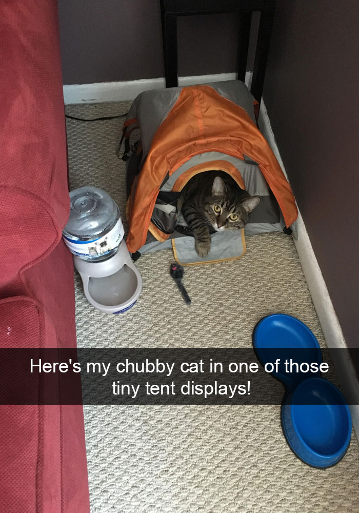 128 Hilarious Cat Snapchats That Are Im-paw-sible Not To Laugh At 128 Hilarious Cat Snapchats That Are Im-paw-sible Not To Laugh At