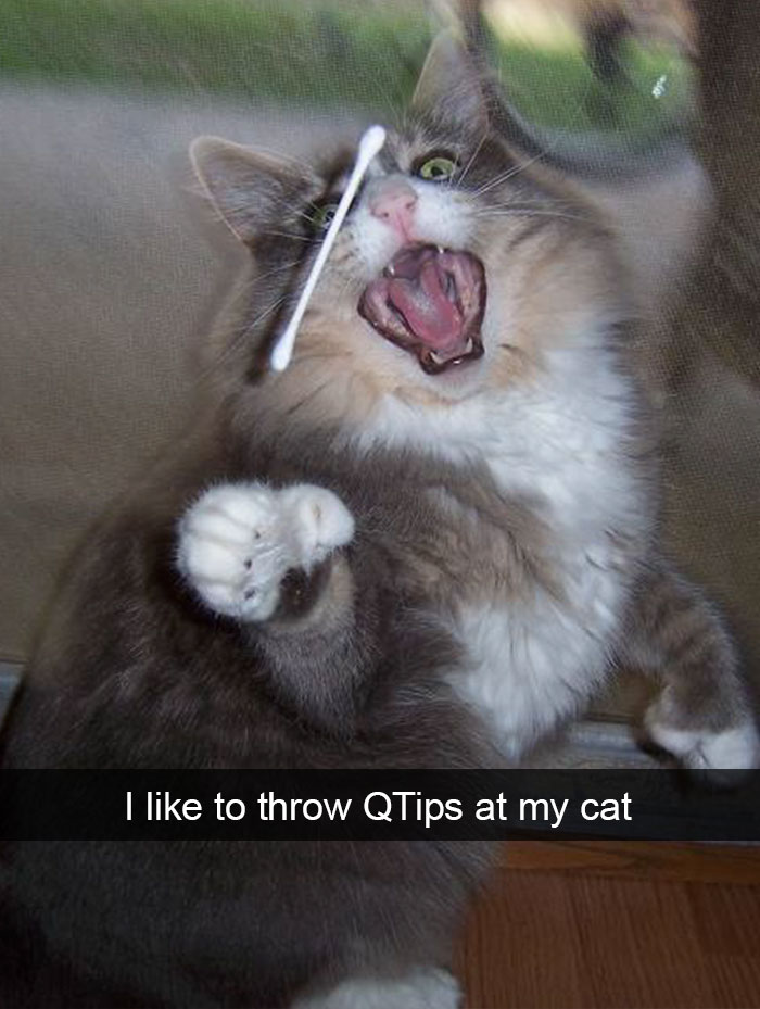 128 Hilarious Cat Snapchats That Are Im-paw-sible Not To Laugh At 128 Hilarious Cat Snapchats That Are Im-paw-sible Not To Laugh At