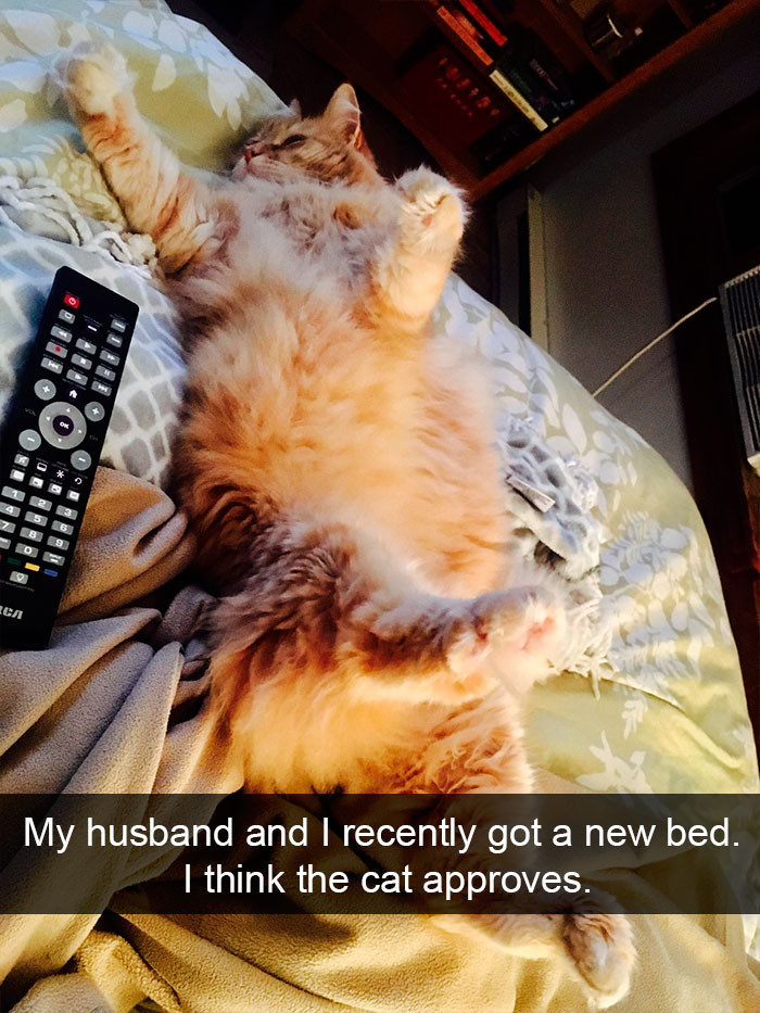 128 Hilarious Cat Snapchats That Are Im-paw-sible Not To Laugh At 128 Hilarious Cat Snapchats That Are Im-paw-sible Not To Laugh At