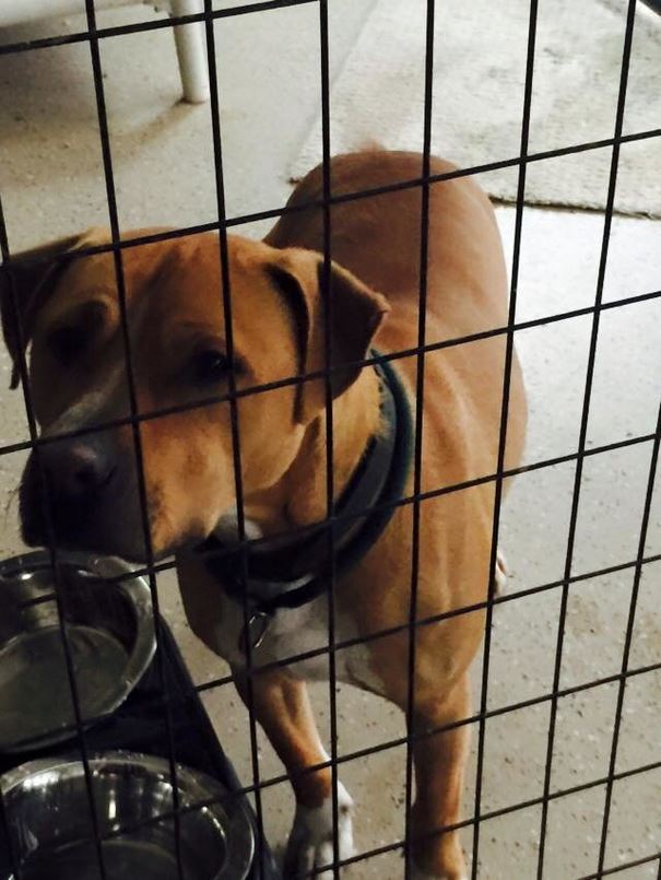 No One Wants To Adopt This Dog, And Shelter Staff Just Can’t Figure Out Why (UPDATED)