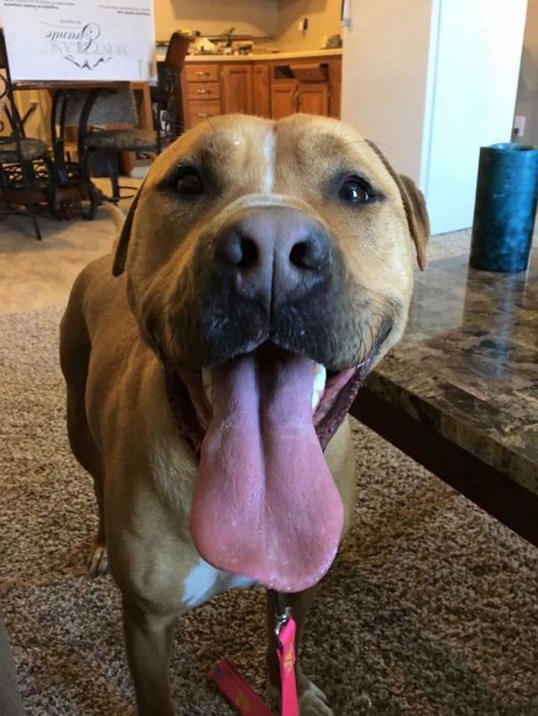 No One Wants To Adopt This Dog, And Shelter Staff Just Can’t Figure Out Why (UPDATED)