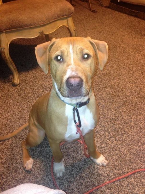 No One Wants To Adopt This Dog, And Shelter Staff Just Can’t Figure Out Why (UPDATED)