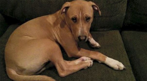 No One Wants To Adopt This Dog, And Shelter Staff Just Can’t Figure Out Why (UPDATED)