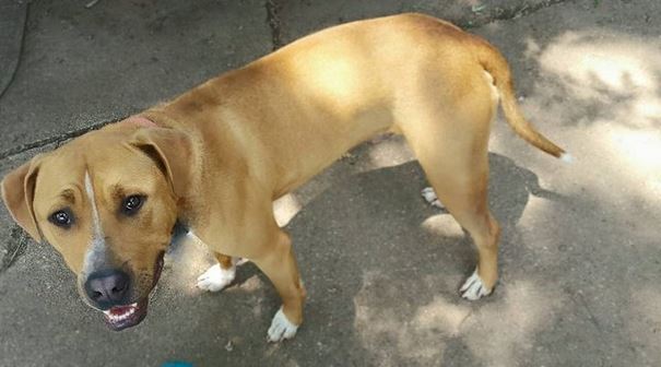 No One Wants To Adopt This Dog, And Shelter Staff Just Can’t Figure Out Why (UPDATED)