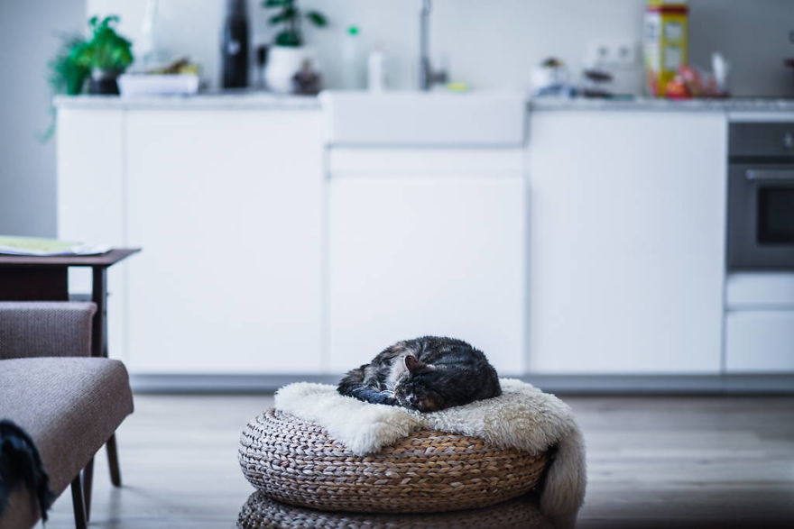 Meet All The Pets I Met While Living With Other People During A Year Meet All The Pets I Met While Living With Other People During A Year