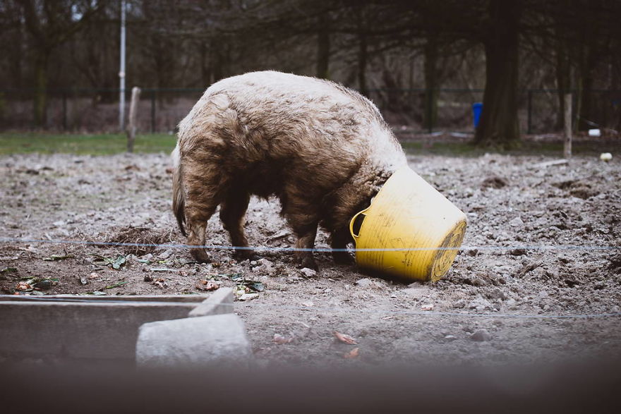 Meet All The Pets I Met While Living With Other People During A Year Meet All The Pets I Met While Living With Other People During A Year