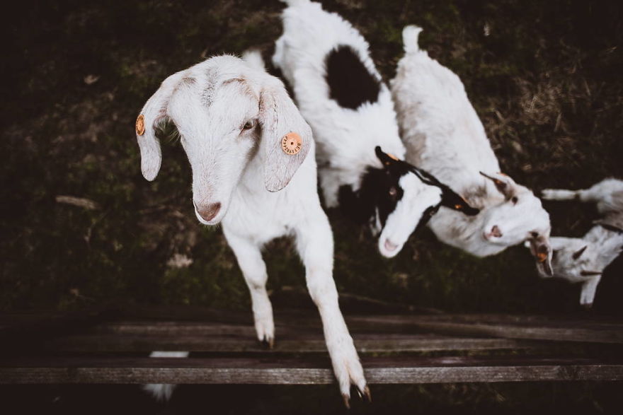 Meet All The Pets I Met While Living With Other People During A Year Meet All The Pets I Met While Living With Other People During A Year