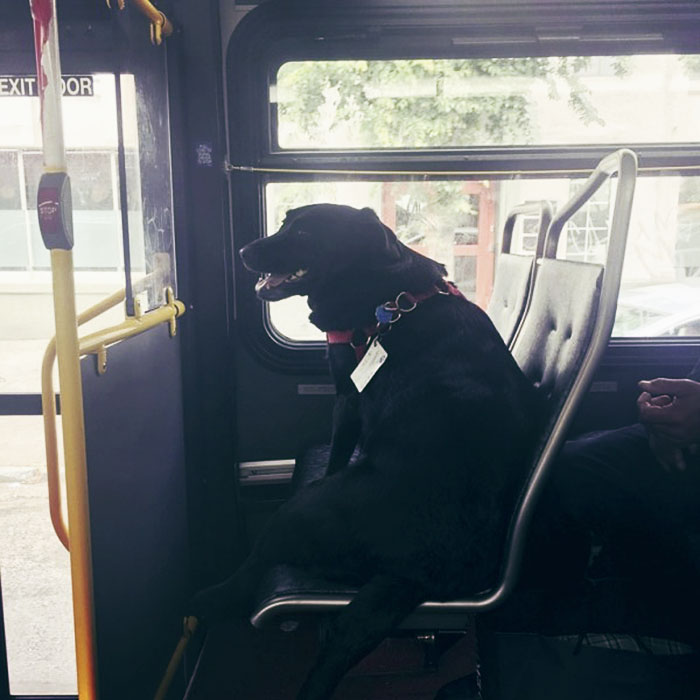 Every Day This Dog Rides The Bus All By Herself To Go To The Park Every Day This Dog Rides The Bus All By Herself To Go To The Park