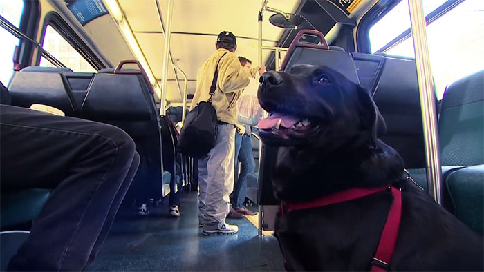 Every Day This Dog Rides The Bus All By Herself To Go To The Park Every Day This Dog Rides The Bus All By Herself To Go To The Park