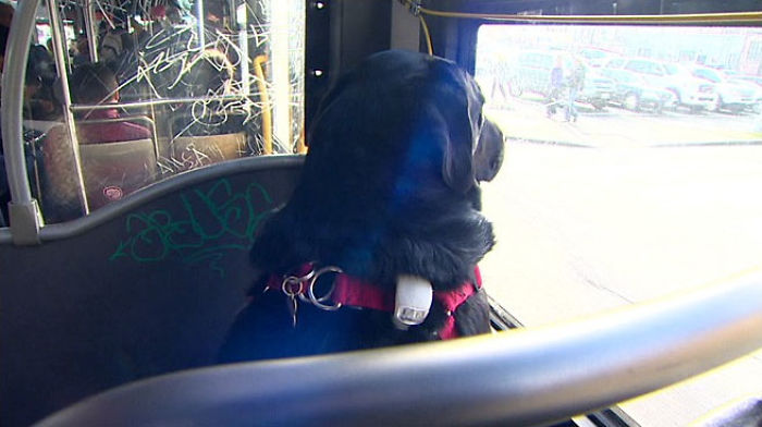 Every Day This Dog Rides The Bus All By Herself To Go To The Park Every Day This Dog Rides The Bus All By Herself To Go To The Park
