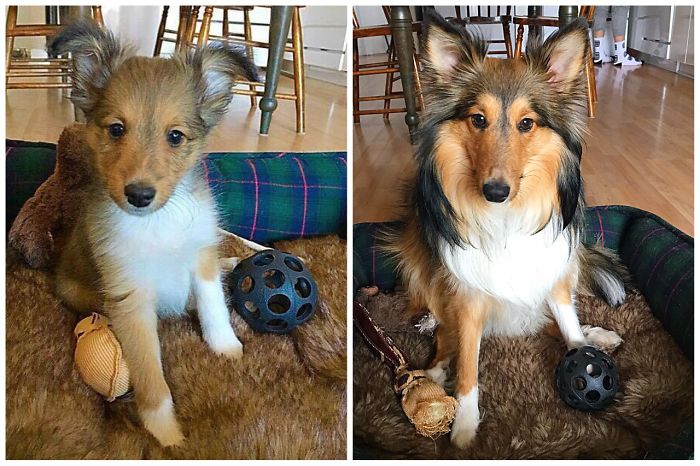 Share Then And Now Pictures Of Your Dog Growing Up
