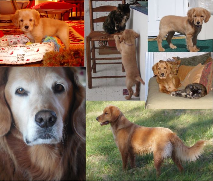 Share Then And Now Pictures Of Your Dog Growing Up Share Then And Now Pictures Of Your Dog Growing Up