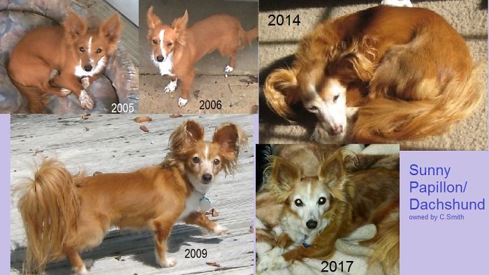 Share Then And Now Pictures Of Your Dog Growing Up Share Then And Now Pictures Of Your Dog Growing Up