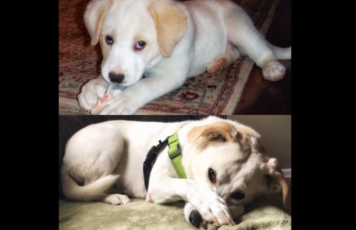 Share Then And Now Pictures Of Your Dog Growing Up Share Then And Now Pictures Of Your Dog Growing Up